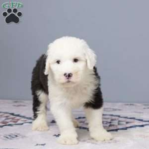Denver, Old English Sheepdog Puppy